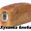 Xlebus