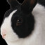 enjoyer