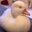 Duckwourth