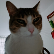Shago