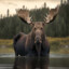 moose