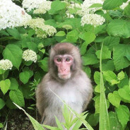 Дырявый хуй мамы