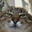 a cat