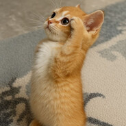 Салат без рукола