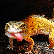 Dr Lizard Face