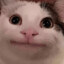 Котик