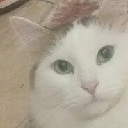woxic