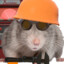 rodent