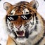 •Tigerkilllove• cs.money