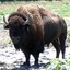 Bison