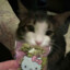 skitty