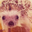 Hedgehog