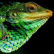 чепушила 2.0