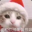 牛油果儿