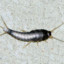 Silverfish