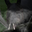 Tapir