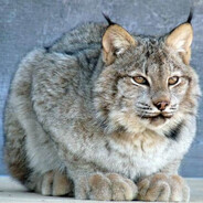 flash1k21 - steam id 76561199528356963