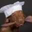 dognus_exe