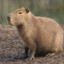 Capivara