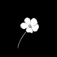 graph's Avatar