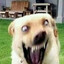 UKRAL GOVNO's avatar