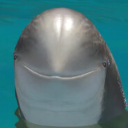 whales is bugs