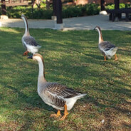 duck