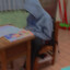 存哥