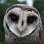 Awesome_Owl