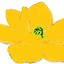 GoldMagnolia