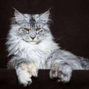 你怎么知道我均伤170