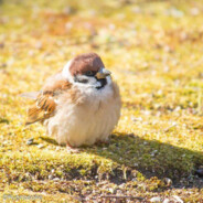 Sparrow