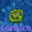 Lettuce