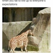 A Short Giraffe