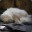 PolarBear70
