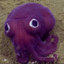 Bobtail Squid