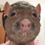Infinite Rats
