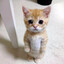 catto cri