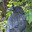 Raven
