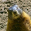 Marmot