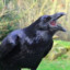 Ravencrow