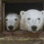 Ice Bear
