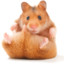 Harald Hamster