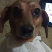 Жан Клод Ста́сик