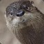 ☢ OttersPocket995