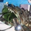 adamfishes