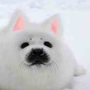 BKB狗都不出（bye.）