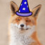 A Magic Fox