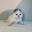 fat greedy kitten
