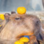 OG capybara